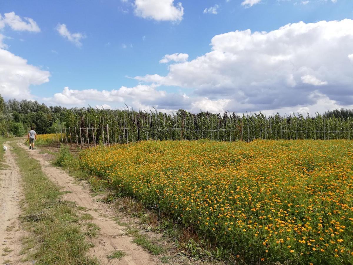 B&B De Stuifduinen Wetteren ภายนอก รูปภาพ